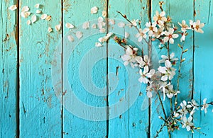 Image of spring white cherry blossoms tree on blue wooden table. vintage filtered image