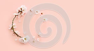 image of spring white cherry blossoms tree over pink pastel background