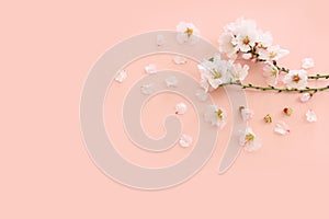 image of spring white cherry blossoms tree over pink pastel background