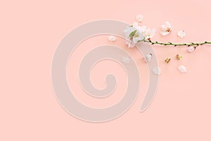 image of spring white cherry blossoms tree over pink pastel background