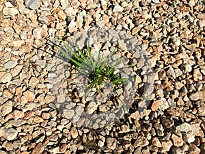 Image of sprouted grass through gravel, granite