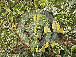 sprouting young Artocarpus integer fruits on the branches.