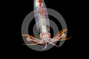 Image of a Squid at night in the ocean.