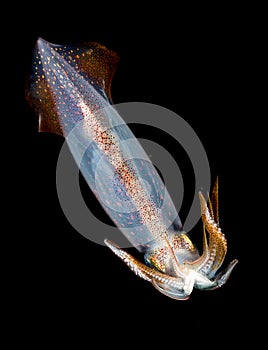 Image of a Squid at night in the ocean.