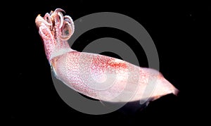 Image of a Squid at night in the ocean.