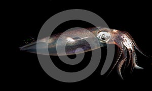 Image of a Squid at night in the ocean.