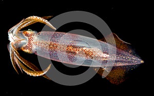 Image of a Squid at night in the ocean.