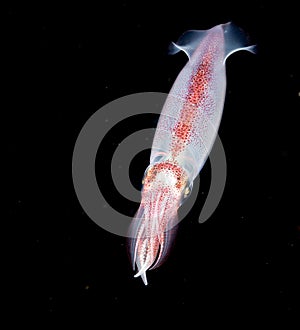 Image of a Squid at night in the ocean.