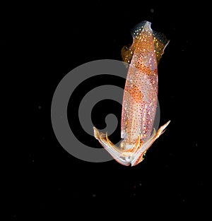 Image of a Squid at night in the ocean.