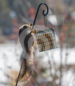 image of a squirrel climbing a pole to get to the bird food