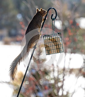 image of a squirrel climbing a pole to get to the bird food