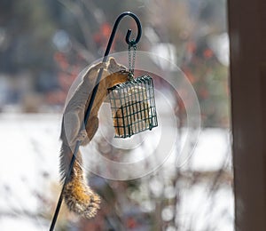 image of a squirrel climbing a pole to get to the bird food