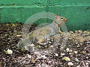 A squirrel in its ecosystem