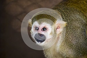 Image of a squirrel monkey in the cage.