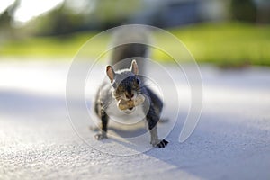 Image of a squirrel with a nut in its mouth