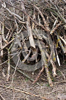 Image of stacked logpile and wood