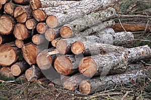 image of stacked logpile and wood