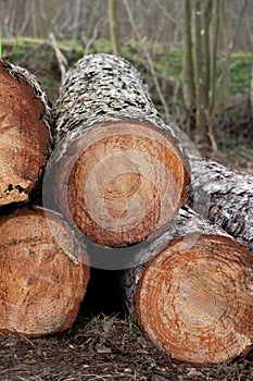 image of stacked logpile and wood