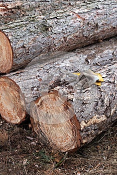 image of stacked logpile and wood