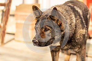 Image of a standing brown Kai Ken breed dog