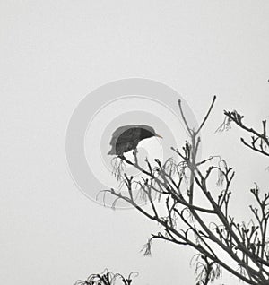 Starling perched in a tree