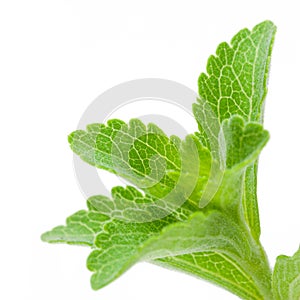 Image of Stevia Rebaudiana