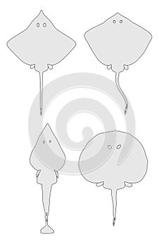 Image of sting rays