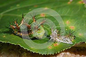 Image of Stinging Nettle Slug Caterpillar.