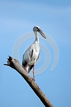 Image of stork.