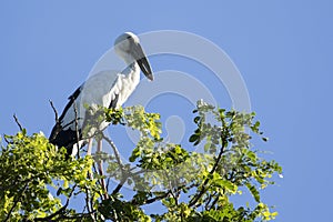 Image of stork.