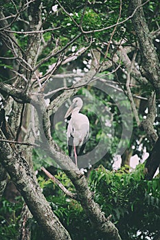 Image of stork perched on tree branch.