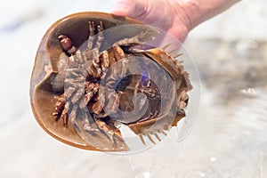 Image of a strange creature called Horseshoe Crab