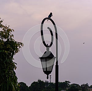 The image of street light and bird photo