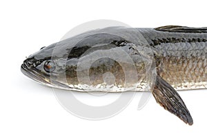 Image of striped snakehead fish isolated on white background,. Aquatic Animals