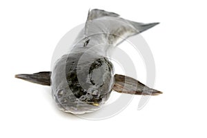 Image of striped snakehead fish isolated on white background,. Aquatic Animals
