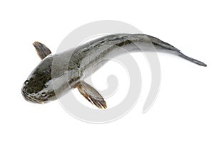 Image of striped snakehead fish isolated on white background,. Aquatic Animals