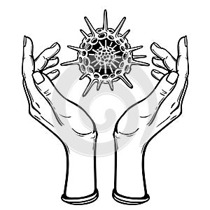 Image the stylized hands hold a skeleton of a radiolaria.