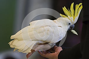 Image of a sulphur-crested cockatoo or cacatua galerita.