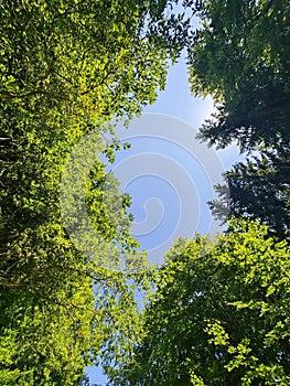 Image of summer sky and sun through green leafs