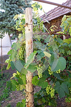 Green grapes ripen on a grape tree