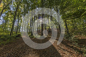 Image of sunbeams shining through forest trees with many leaves on the ground