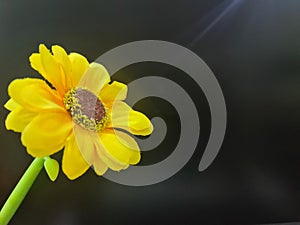 Image of sunflower black background