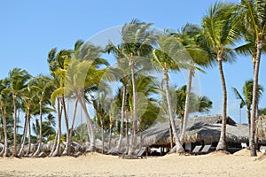 Tropical Beach Dominican Republic photo