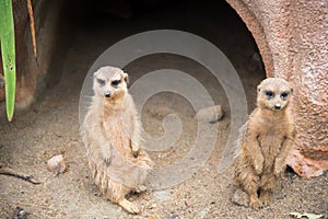 Image of a Suricate or meerkat Suricata suricatta family on na