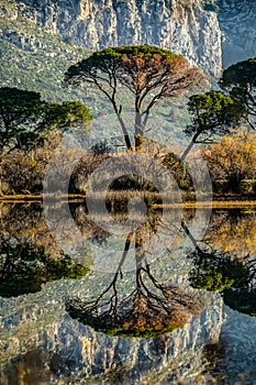 Forest Reserve Kalogria with unique pines on the Peloponnese in Greece photo