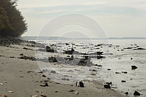 image of the swampy mud beach environment at the low-tide beach.