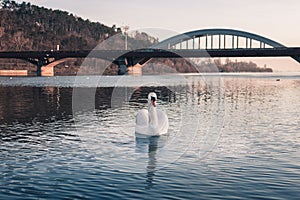 Image - Swan on the river with reflection in crystal blue water and bridge on background. Illuminated Swan posing on river lake