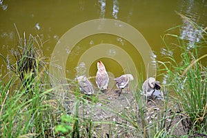 : Image of Swans Or Raj Hash Are Birds Of The Family Anatidae