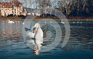 Image - Swans on the river with reflection in water and hotel on background in PieÃÂ¡ÃÂ¥any city. Illuminated Swan posing on crystal