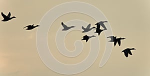 Image of a swarm of ducks flying in the sky